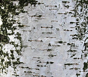 Closeup of birch bark texture, natural background paper