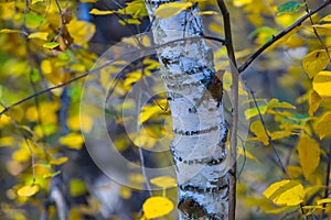 Birch tree barrel in autumn forest