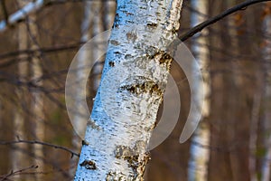 Closeup birch tree