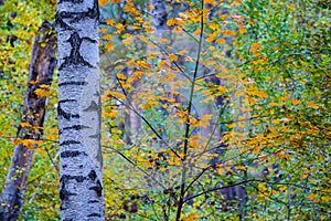 closeup birch tree in forest