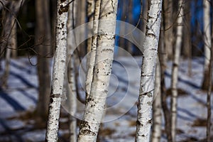 Closeup of birch tree forest