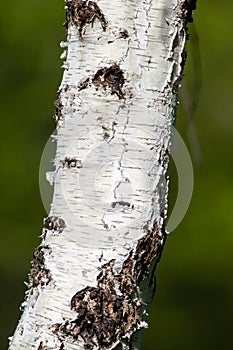 Closeup birch tree trunk