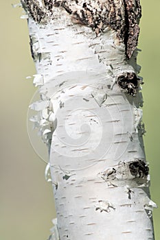 Closeup birch tree trunk