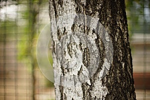 Closeup birch tree trunk, blurred natural background.