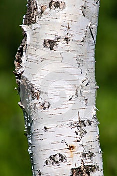 Closeup birch tree trun