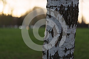 Closeup of birch tree trunk during spring sunset