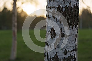 Closeup of birch tree trunk during spring sunset