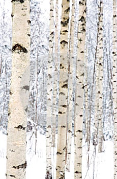 Closeup of birch trees in a snowy forest