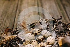 Closeup bird nest with quail eggs with feather on rustic wood.