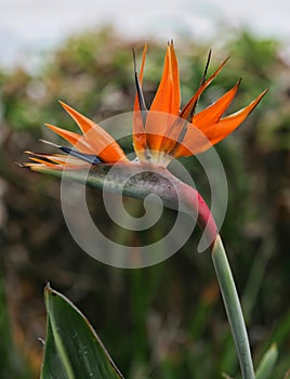 Closeup of a Bird of Paradise flower.
