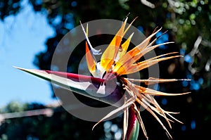 Closeup of a Bird of paradise flower under the sunlight with a blurry background