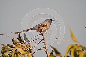 Closeup of a bird perching on a tree branch against a gloomy sky