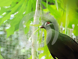 Closeup bird photo of a green Tauraco persa. Guinea Turaco sitt photo