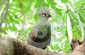 Closeup bird photo of a green Tauraco persa. photo