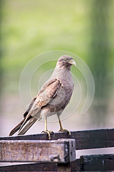 closeup of a bird of prey