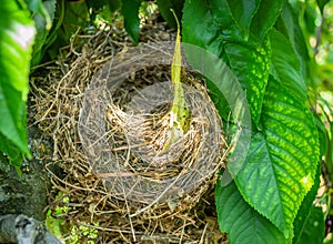 Closeup of a bird's nest in the canopy of a cherry tree sunlit in springtime