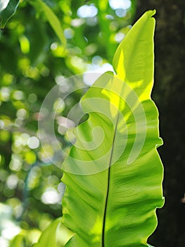 Closeup on bird`s nest fern, large green leaves tropical plants, under natural sunlight