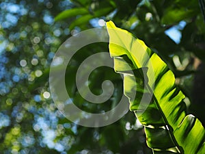 Closeup on bird`s nest fern, large green leaves tropical plants, under natural sunlight