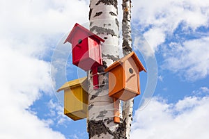 Closeup of birdhouses on a birch tree in the city