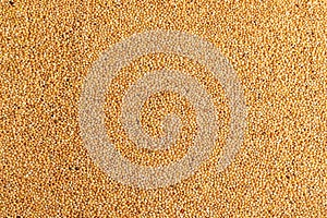 Closeup of the birds feeds