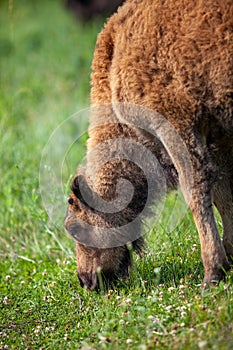 Closeup of a Bison Calf grazing on the pasture of Custer State Park in Black Hills, South Dakota