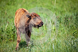 Closeup of a Bison Calf on the pasture of Custer State Park in Black Hills, South Dakota
