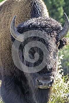 Closeup of a Bison head in Yellowstone National Park.