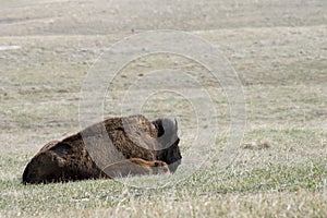 Closeup of Bison resting in the Badlands