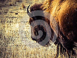 Closeup of a Bison in Rocky Mountain Arsenal National Wildlife Refuge