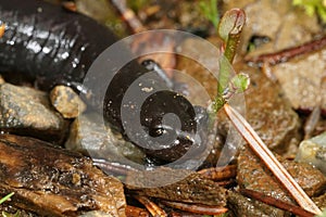Closeup on a black adult of the endangered Del Norte salamander, Plethodon elongatus