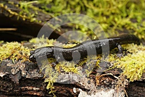 Closeup on a black adult of the endangered Del Norte salamander, Plethodon elongatus