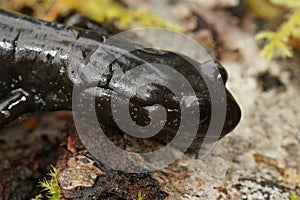 Closeup on a black adult of the endangered Del Norte salamander, Plethodon elongatus