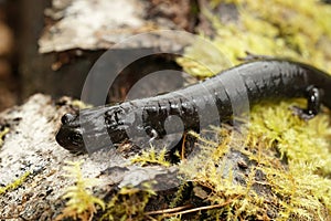 Closeup on a black adult of the endangered Del Norte salamander, Plethodon elongatus