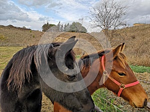 Closeup of a black Andalusian horse and a brown horse in a ranch under a cloudy sky
