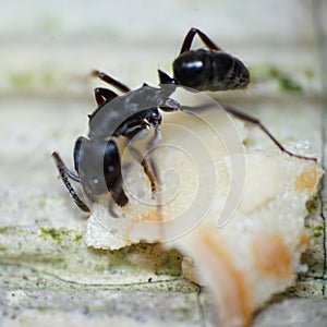 closeup black ant eatting