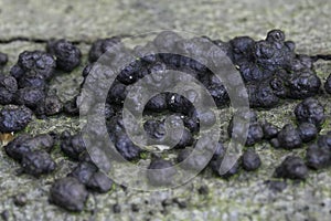 Closeup on black Beech Woodwart mushrooms , Hypoxylon fragiforme on a fallen log