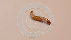 Closeup black beetle larva on white background | mealworms. mealworm isolated