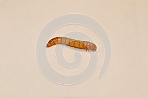 Closeup black beetle larva on white background | mealworms. mealworm isolated