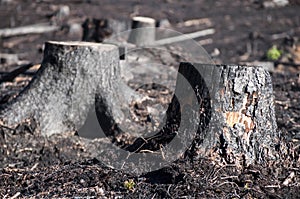 Closeup of black burned stumps in sunlight after forest fire