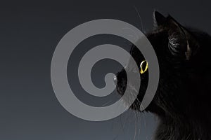 Closeup Black Cat Face in Profile view on Dark