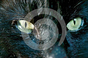 Closeup of a black cat with fierce yellow eyes looking straight into the camera