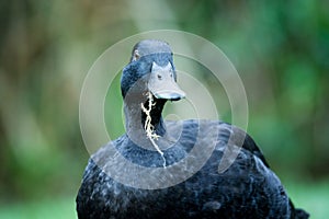 Closeup of a black cayuga Duck