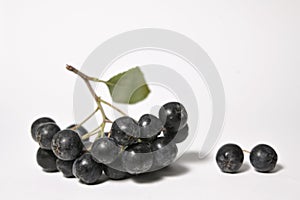 Closeup Black Chokeberry Berries Aronia Melanocarpa