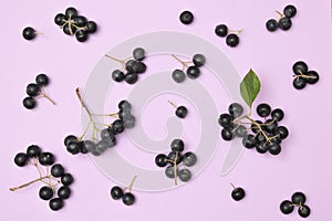 Closeup Black Chokeberry Berries Aronia Melanocarpa