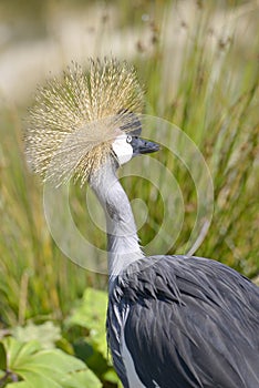 Closeup Black Crowned Crane