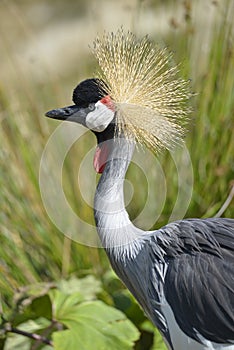 Closeup Black Crowned Crane