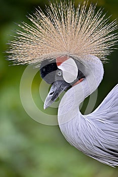 Closeup Black Crowned Crane