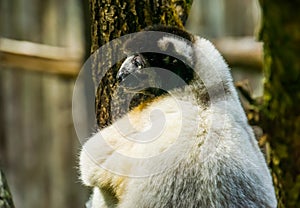 Closeup of a black crowned sifaka climbing a tree, Endangered lemur specie from madagascar