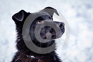 Closeup of black dog in animal shelter with snowy background