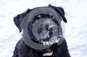 Closeup of black dog with icy fur in animal shelter with snowy background
